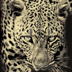 Panel Decorativo Cavalli 2 RC13066 con 1500 cristales